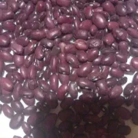 لوبیا قرمزبذری خوراگی