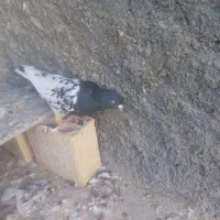 کب. تر