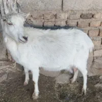 بزسانن|حیوانات مزرعه|طاغنکوه, |دیوار