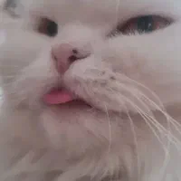 واگذاری پرشین ماده