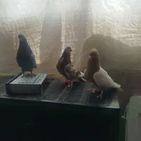 سینه ای. تهرونی پرشی|پرنده|مبارکه, |دیوار