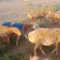 گوسفند جوان|حیوانات مزرعه|تربت جام, میان جام|دیوار