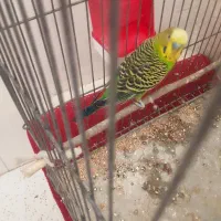 مرغ عشق|پرنده|یاسوج, |دیوار