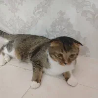 گربه اسکاتیش آروم وخانگی|گربه|مراغه, |دیوار