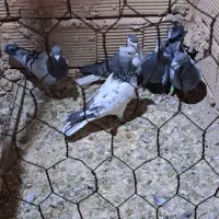 پنج عدد کبوتر تایباد