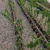 نهال و نشا آقای دکتر سعادتی|خدمات باغبانی و درختکاری|محمدشهر, محمدشهر|دیوار