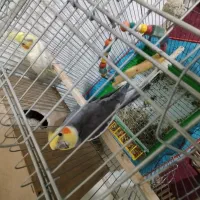 جفت عروس هلندی|پرنده|علی‌آباد کتول, |دیوار