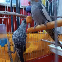 عروس هلندی نر ماده