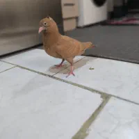 زاغ آبادانی و سرخ