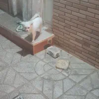 پامرین|سگ|مبارکه, |دیوار