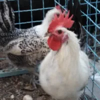 جوجه براکل سیلور و لاکنولدر و تخم براکل سیلور|حیوانات مزرعه|مشهد, هدایت|دیوار