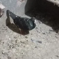 کفتر