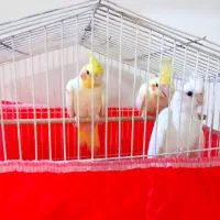 ۳تا طوطی بالغ یه پسر ۲تا دختر