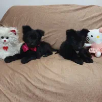 توله ژرمن بلک شپرد دوماهه|سگ|زرقان, |دیوار