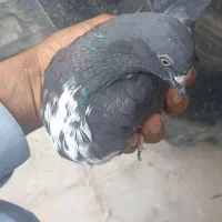 کبوتر تهرانی و کرمانی|پرنده|خاش, |دیوار