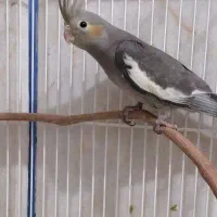 جوجه عروس هلندی