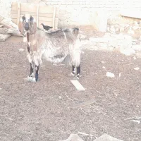 بز با دوتا کره