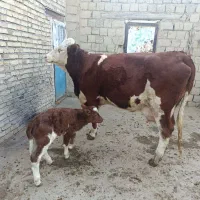 گاو گوساله سمینتال اصل|حیوانات مزرعه|دیواندره, |دیوار