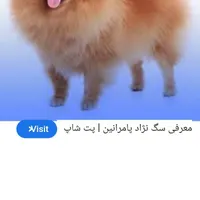 سگ پامر