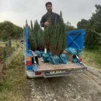 دئودورا کاج