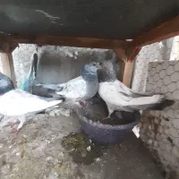 یک جفت سینه سبز با جوجه اش