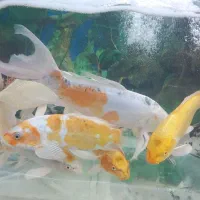 کوی مولد|ماهی|اصفهان, باب الدشت|دیوار