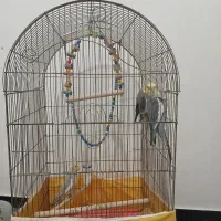 عروس هلندی