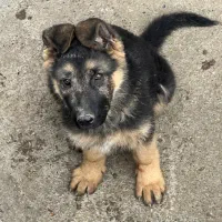 سگ‌ژرمن شپر|سگ|اردبیل, |دیوار