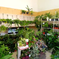 بابا آدم و...|گل و گیاه طبیعی|الیگودرز, |دیوار