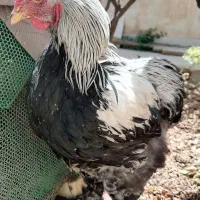 خروس برهما غول‌پیکر