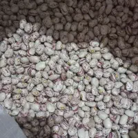 لوبیا چیتی درجه یک ۳۳۰