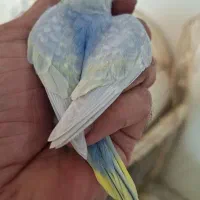 مرغ عشق رینبو|پرنده|اهواز, ۲۰۰۰واحدی|دیوار