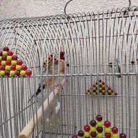 سهره جوجه قفس