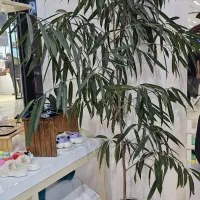 گل آمستر همراه با گلدان سرامیکی