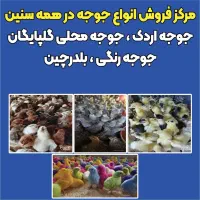 مرکزفروش انواع جوجه رنگی جوجه محلی اردک سعدی۲۲