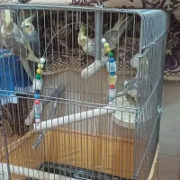 جوجه عروس هلندی|پرنده|قم, پردیسان|دیوار