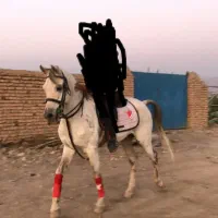 سیلمی نریان عرب|اسب و تجهیزات اسبسواری|نیشابور, باغ نو|دیوار