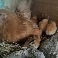 مرغ وجوجه برهما