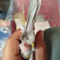 قناری ماده اماده|پرنده|کرمان, |دیوار