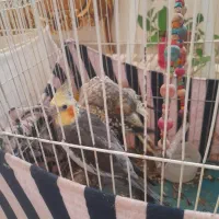 ۲عدد عروس هلندی|پرنده|بومهن, |دیوار