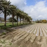 فروش زمین کشاورزی و خرما در کریم ابادعلیا