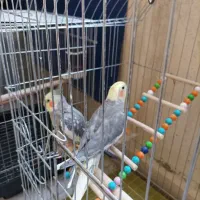 عروس هلندی نر بالغ