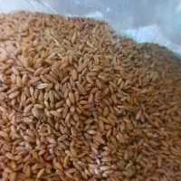 خشک بار|عمدهفروشی|بزینه رود, |دیوار