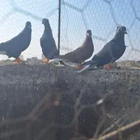 ۵تا دمسفید بشرط پرش|پرنده|الوند, |دیوار