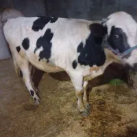 گوساله نر کاملا سالم نژاد سیمیتال نر