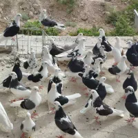 کبوتر جوجه ابلغ|پرنده|تهران, میدان میوه و ترهبار مرکزی|دیوار