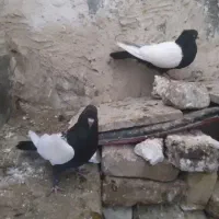 نروماده سینه سوسنی عتیقه ونرماده سینه سیاه باجوجه|پرنده|بروجرد, |دیوار