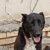 فروش سگ سرابی