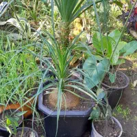 لیندا با گلدون بزرگ  و تمشک بدون خار