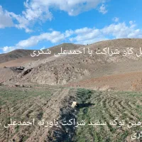 یک لنگ یافردزمین کشاورزی درعمارت شهرستان صحنه|فروش دفتر صنعتی، کشاورزی، تجاری|بیستون, |دیوار
